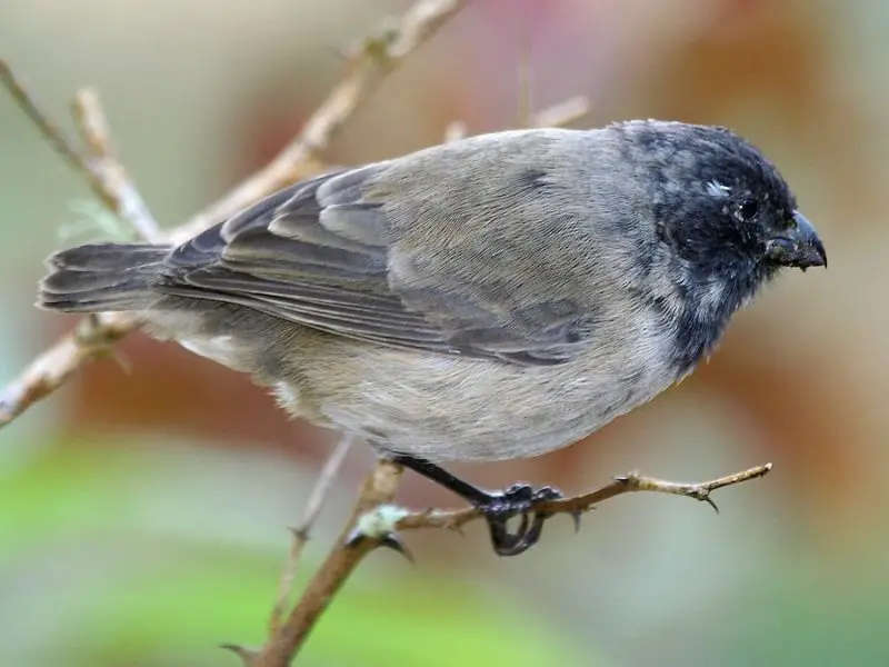 Types of Finches