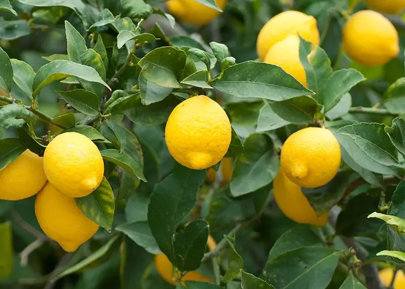 Types of Lemons