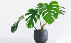 Monstera Plant Care and Growing Guide (Most Detailed)