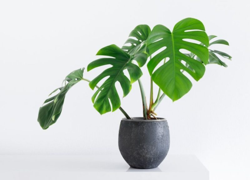 Monstera Plant Care