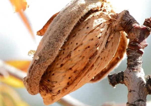 17 Types of Almond Trees (With Pictures and Identification)