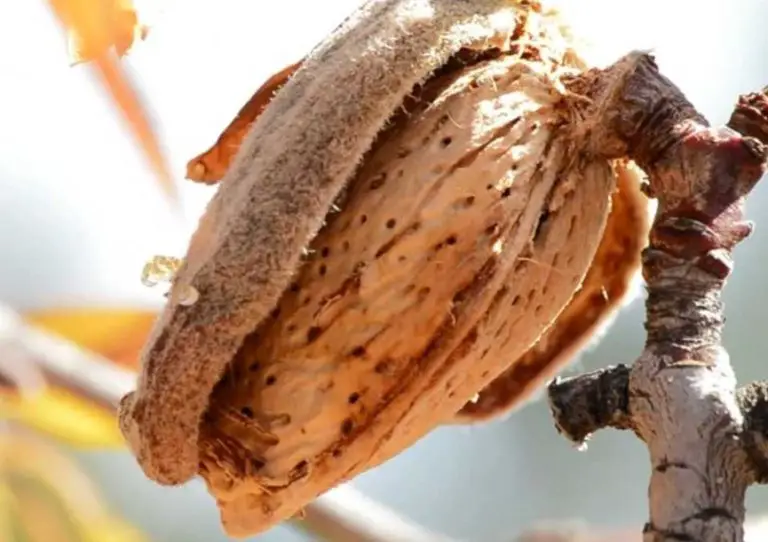 17 Types of Almond Trees (With Pictures and Identification)