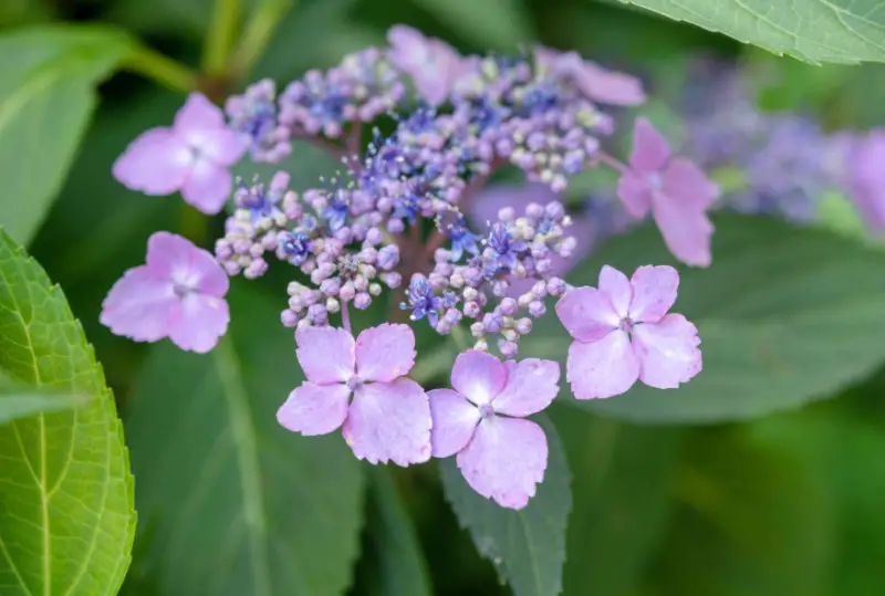 Types of Hydrangeas