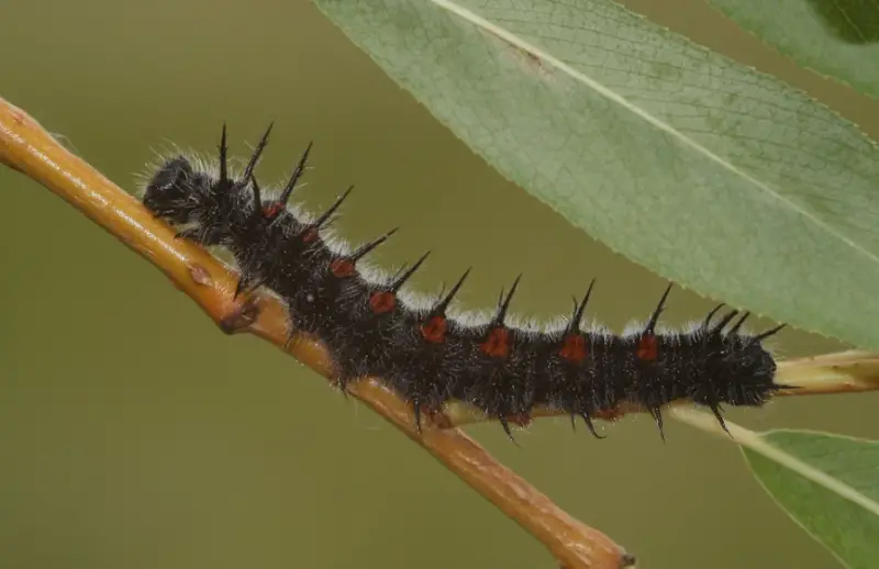 Black caterpillars with spikes