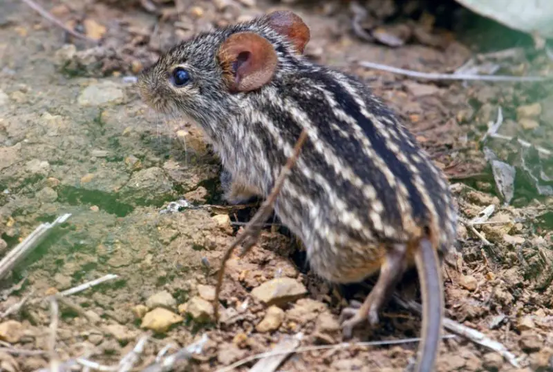 Different Types of Rodents