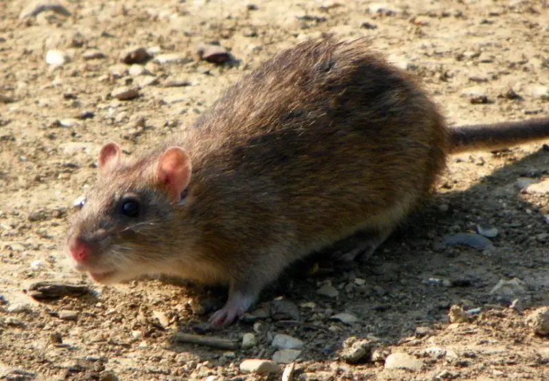 Different Types of Rodents