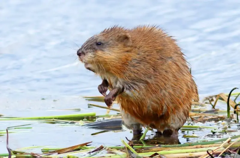 Different Types of Rodents