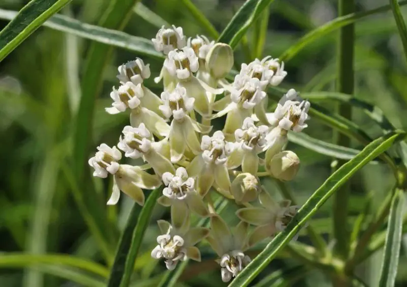 Types of Milkweed