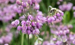 35 Best Plants That Repel Mosquitoes (With Pictures)