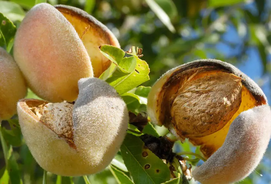 17 Types of Almond Trees (With Pictures and Identification)