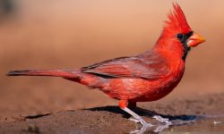 30 Types of Cardinal Birds (With Pictures and Identification)