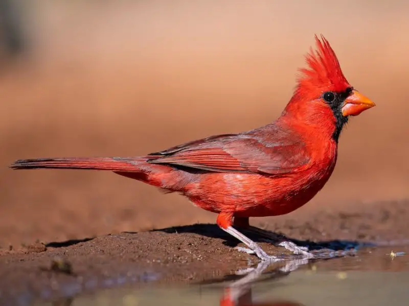 Cardinal Birds