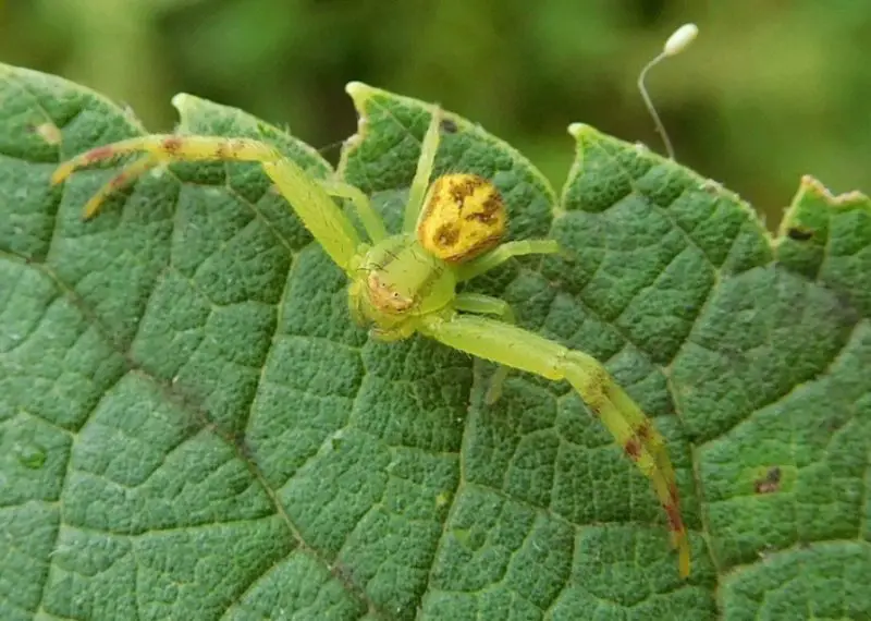 Texas Spiders