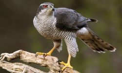 46 Species of Birds of Prey (With Pictures and Identification)