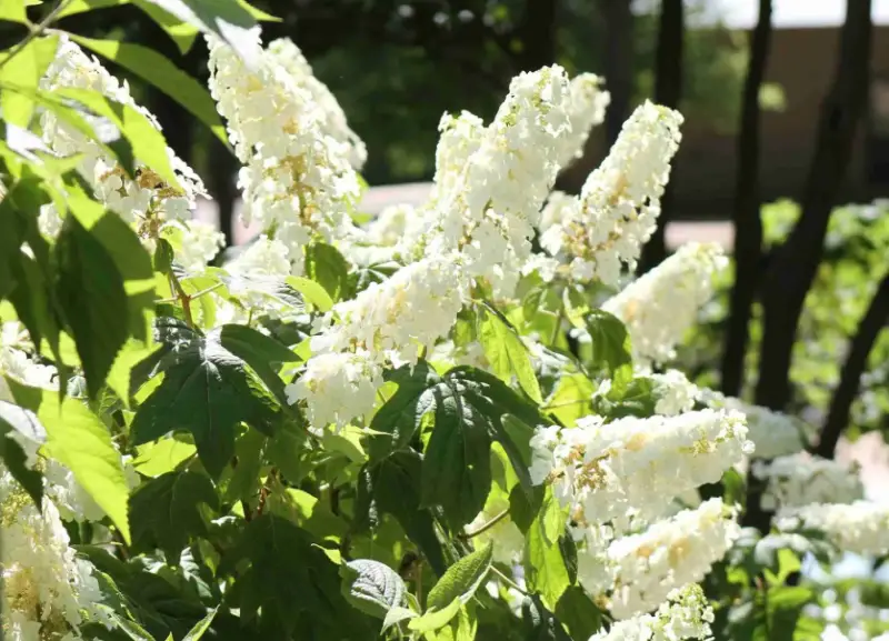 Types of Hydrangeas