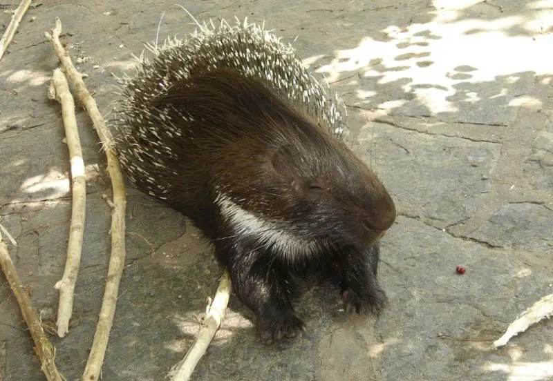 Different Types of Rodents