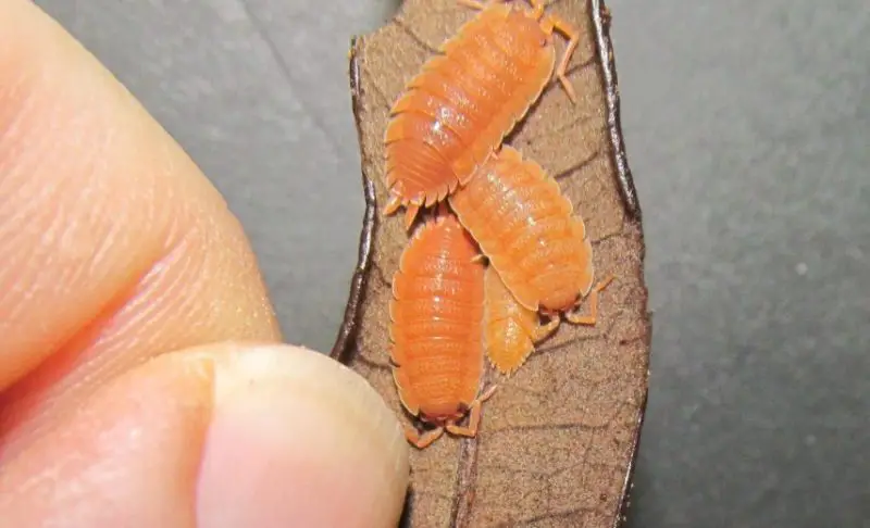 Tiny Orange Bugs