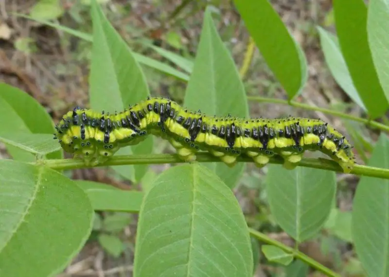 Caterpillars That Look Like Snakes