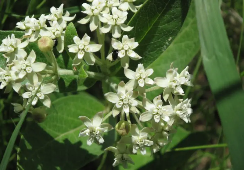 Types of Milkweed