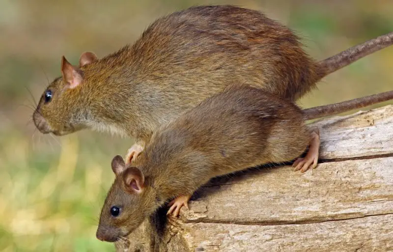 Different Types of Rodents