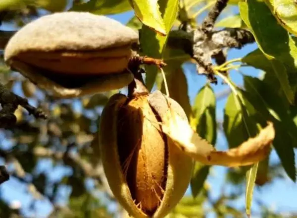 17 Types of Almond Trees (With Pictures and Identification)