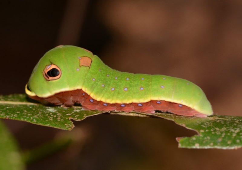 Caterpillars That Look Like Snakes