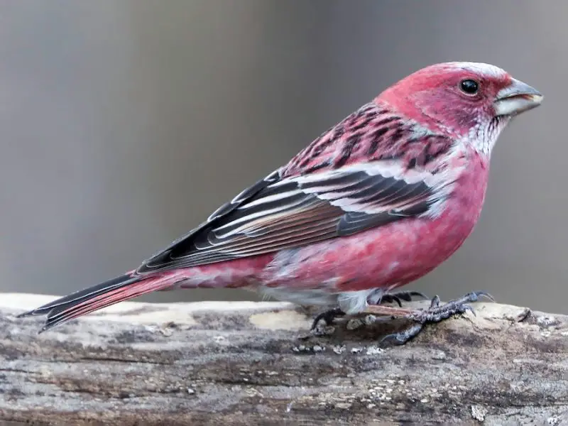 Types of Finches