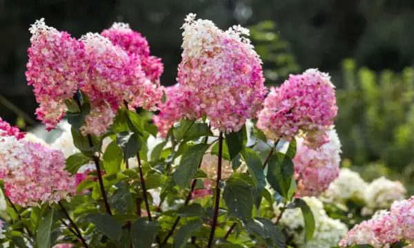 Types of Hydrangeas