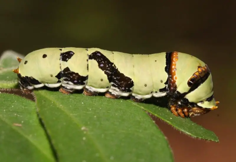 Caterpillars That Look Like Snakes