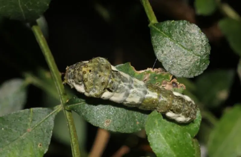 Caterpillars That Look Like Snakes