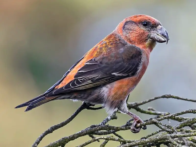 Types of Finches