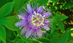 Passiflora incarnata: A Detailed Care and Growing Guide