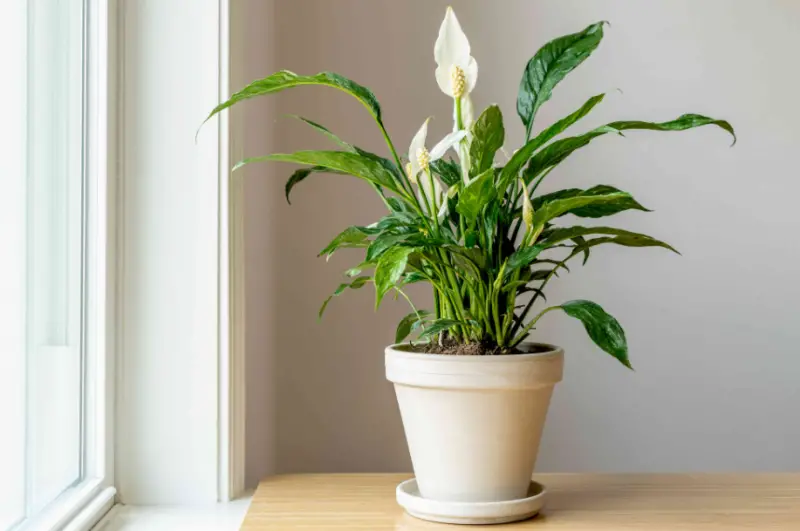 Plants That Don't Need Sunlight