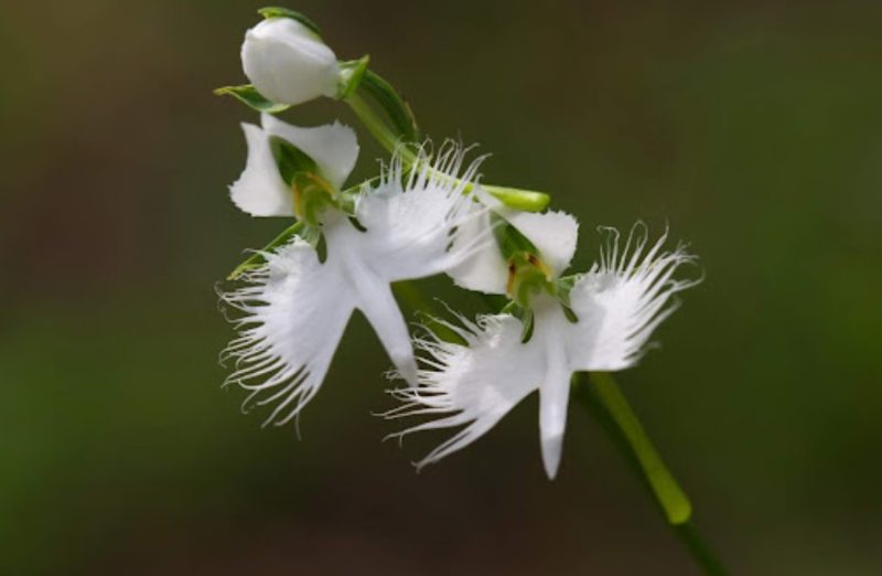 Types of Orchids