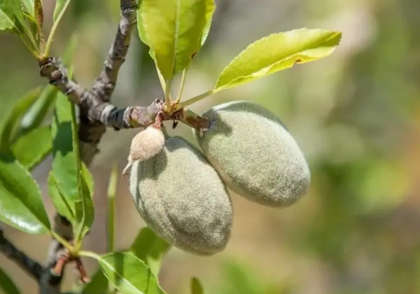 17 Types of Almond Trees (With Pictures and Identification)