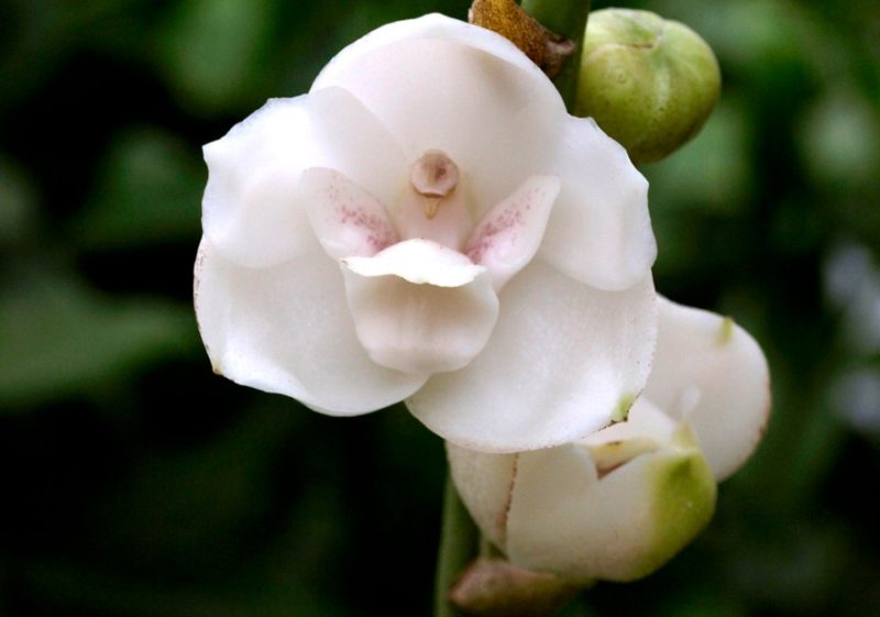 Types of Orchids