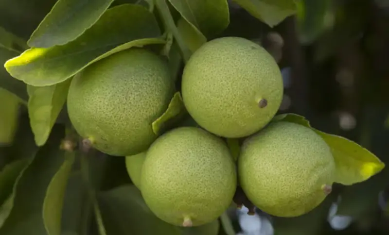 Types of Lemons