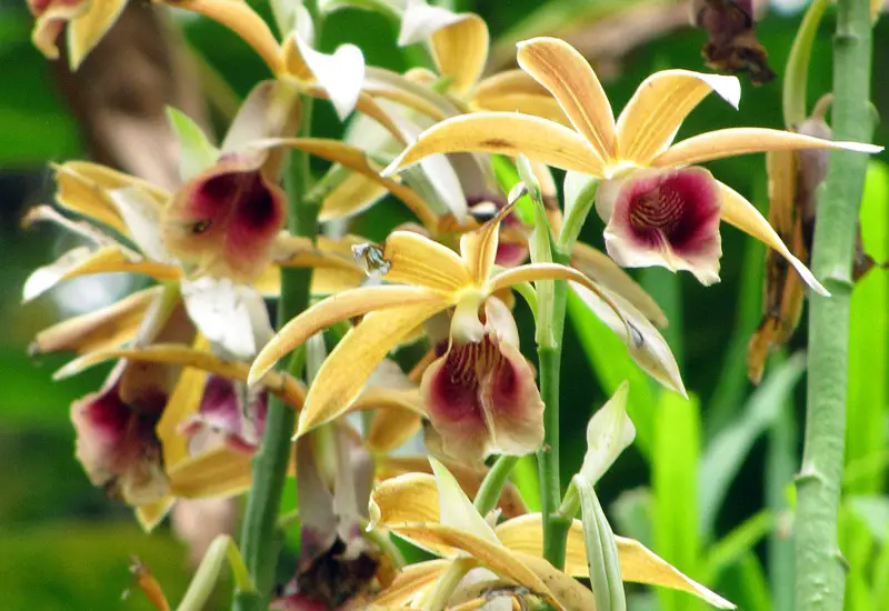 Types of Orchids