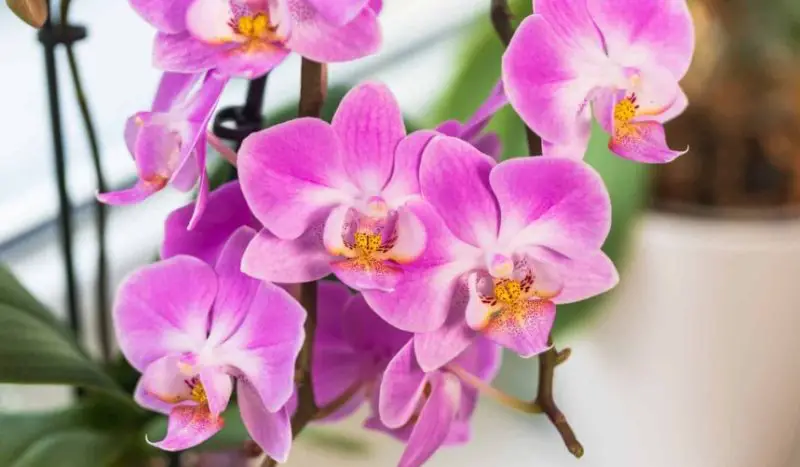 Types of Orchids