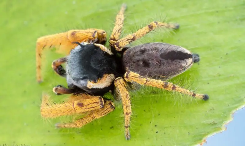 Texas Spiders