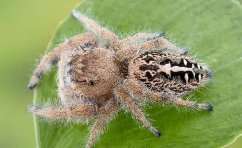 Texas Spiders