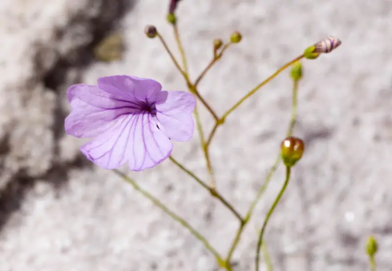 Plants That Eat Bugs