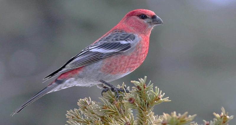 Types of Finches