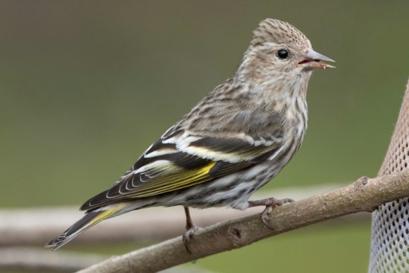 Types of Finches