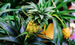 Pineapple Plant Care and Growing Guide (Most Detailed)