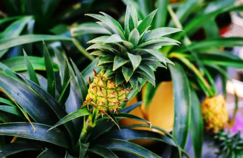 Pineapple Plant Care