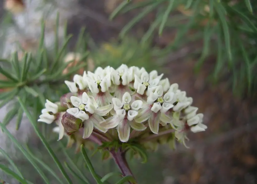 37 Types Of Milkweed With Pictures And Identification Pineneedle Milkweed Asclepias Linaria