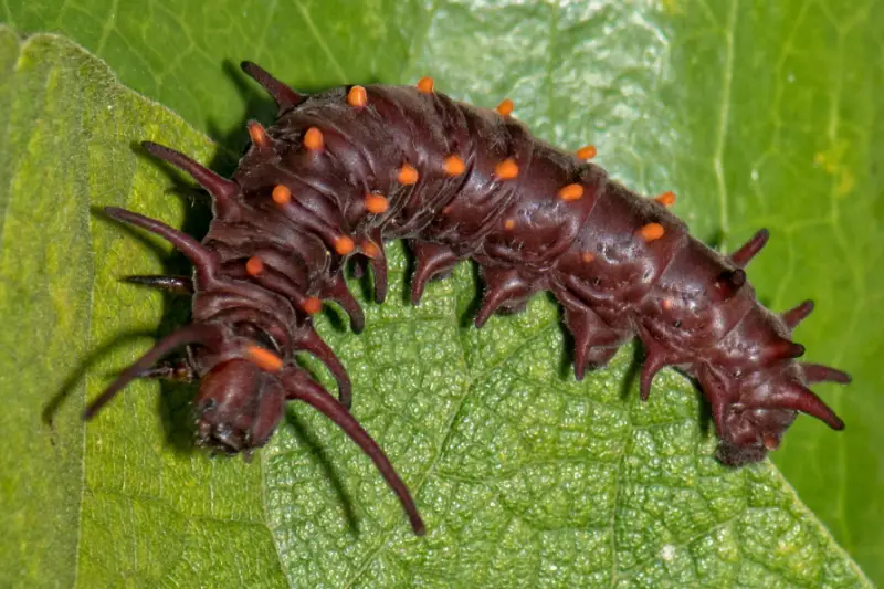 Black caterpillars with spikes