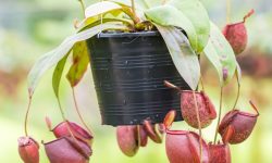 Pitcher Plant Care and Growing Guide (Most Detailed)