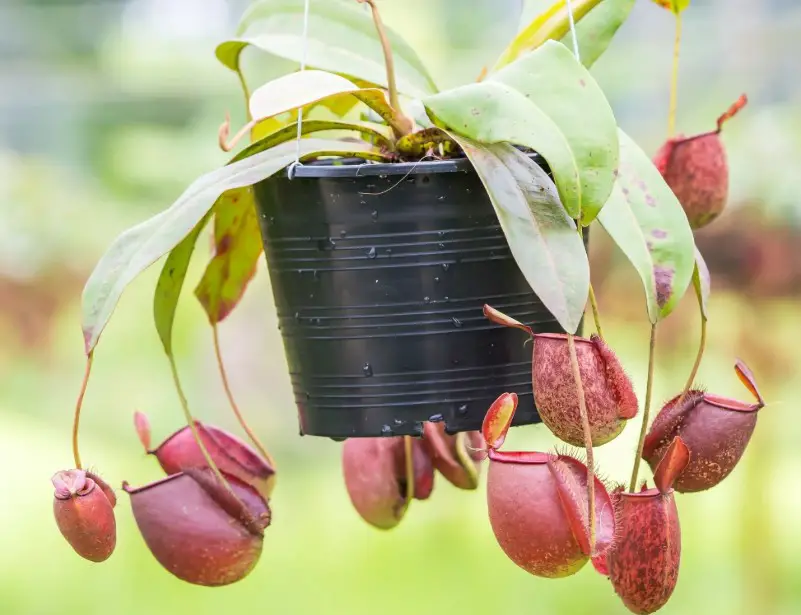 Pitcher Plant Care